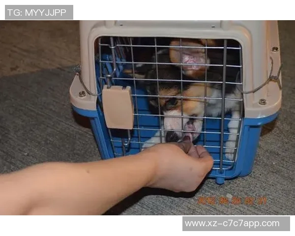 重金悬赏一万美元寻找拉姆塞走失爱犬希望尽快寻回爱宠 重金悬赏一万美元寻找拉姆塞走失爱犬希望尽快寻回爱宠